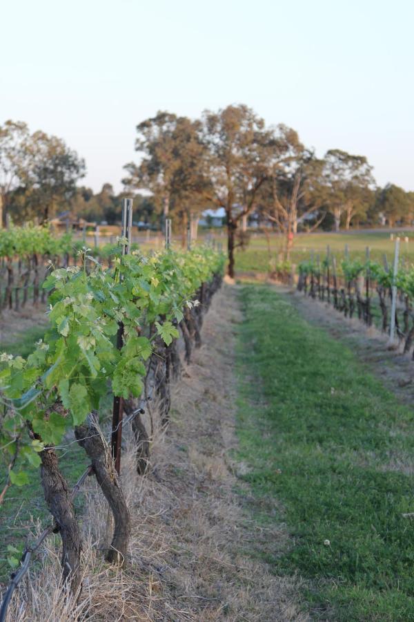Blueberry Hill Vineyard Stay Rothbury Εξωτερικό φωτογραφία
