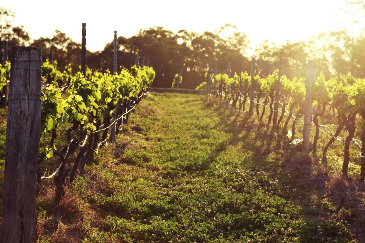 Blueberry Hill Vineyard Stay Rothbury Εξωτερικό φωτογραφία
